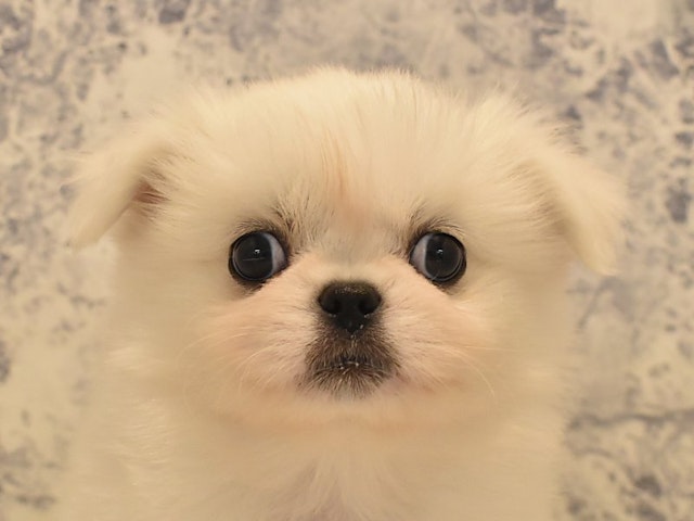 静岡県のハーフ犬・ミックス犬 (ペッツワン伊東店/2024年3月20日生まれ/女の子/ホワイトクリーム)の子犬